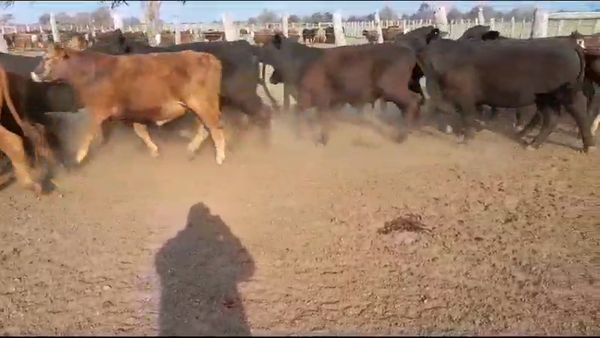Lote 41 Novillos en Villaguay, Entre Ríos