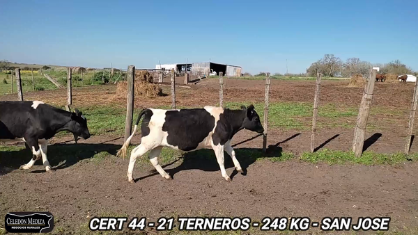 Lote 21 Novillos 1 a 2 años en San José