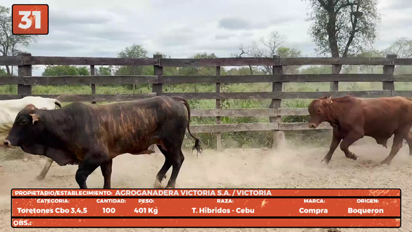 Lote LOTE 31