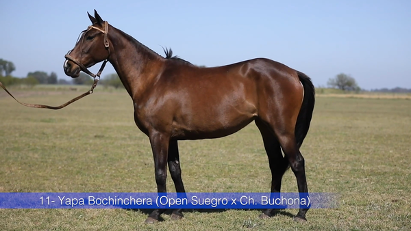 Lote YAPA BOCHINCHERA (OPEN SUEGRO - CHAPALEUFU BUCHONA)