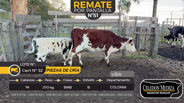 Lote 14 Piezas de cría en Tarariras, Colonia