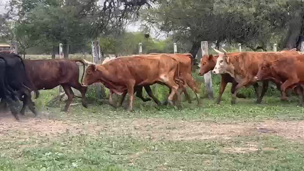 Lote 24 Vientres preñados
