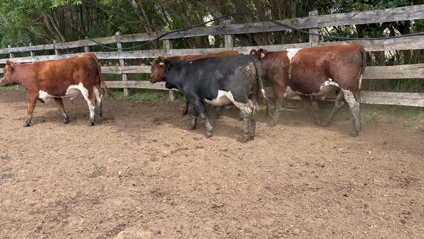 Lote 24 Novillo Engorda en Coyhaique, XI Región Aysén