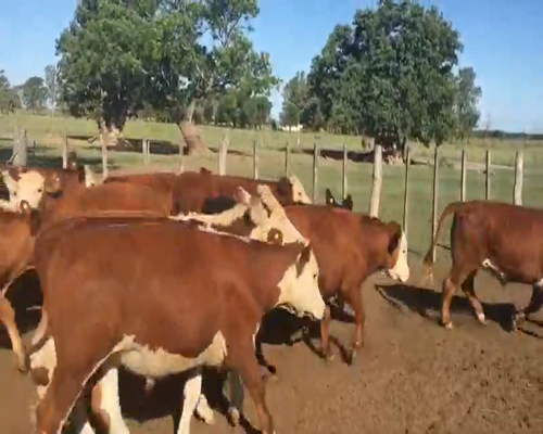 Lote 55 Novillitos en Gualeguay, Entre Ríos