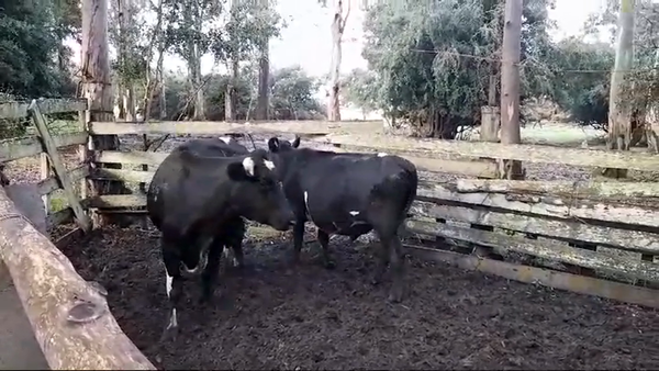 Lote 2 Novillos 1 a 2 años HOLANDO/ ANGUS 330kg -  en PLAYA FOMENTO