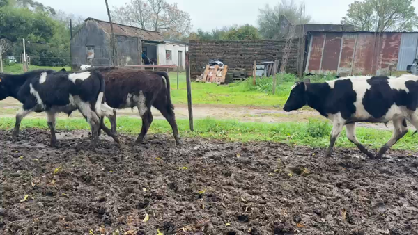 Lote TERNEROS
