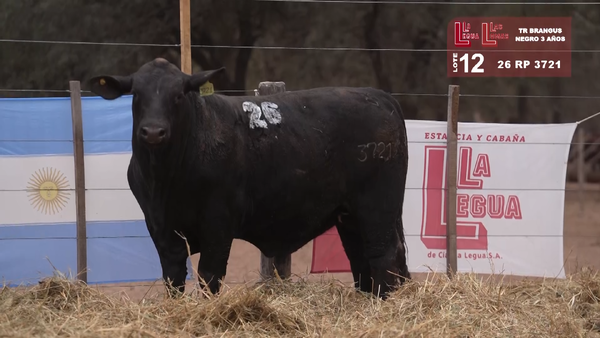 Lote BRANGUS NEGRO 3 AÑOS