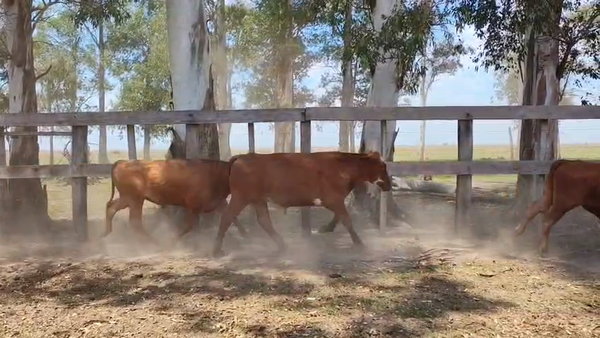 Lote 43 Novillos en Corrientes, Mercedes