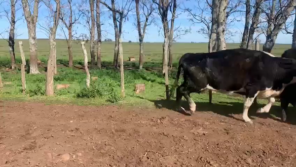 Lote VACAS PREÑADAS