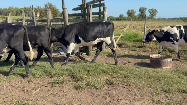 Lote VAQUILLONAS 1 a 2 AÑOS