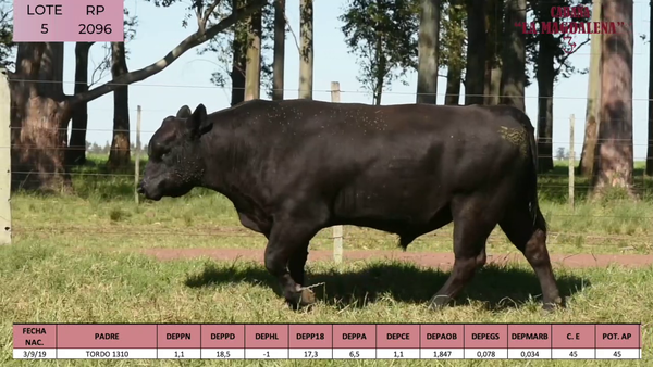 Lote ABERDEEN ANGUS PURO CONTROLADO SA