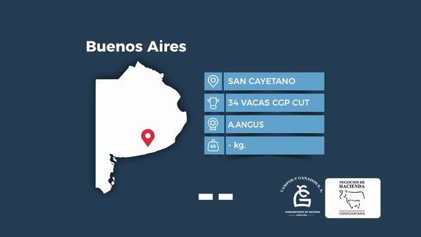 Lote 34 Vacas CUT preñadas en Buenos Aires, San Cayetano