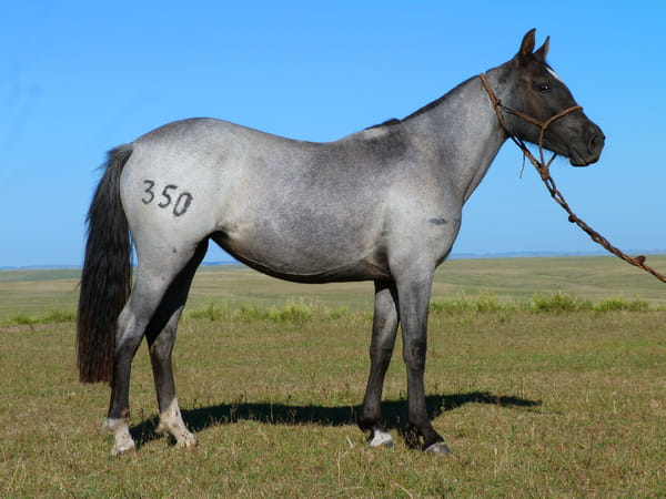 Lote Jacinta del Cerro Grande