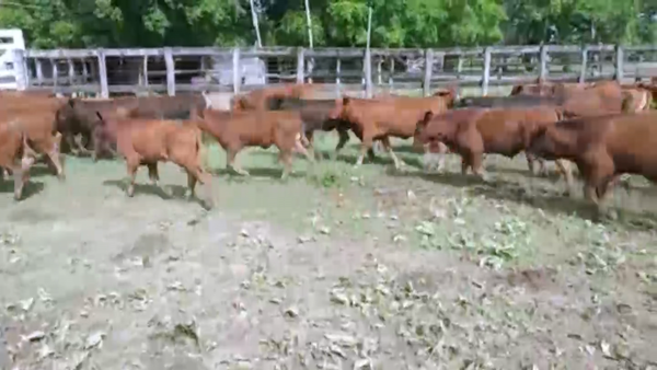 Lote 70 Terneros en Misión San Fco., Formosa