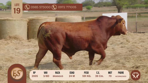 Lote TOROS BRANGUS 24 MESES