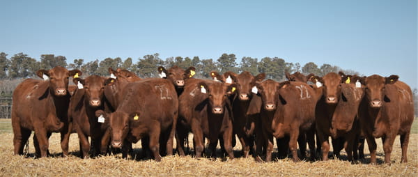 Lote Vaquillonas Angus PC Otoño