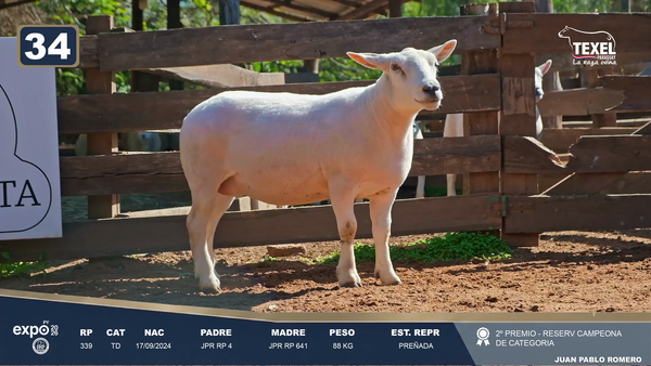 Lote LOTE 34