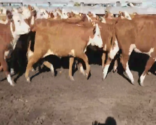 Lote 80 Terneras en Villaguay, Entre Ríos