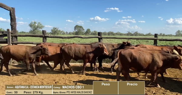 Lote LOTE 26 - 50 MACHOS CBO 1