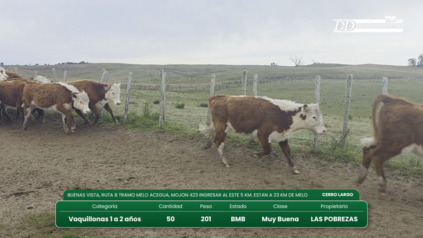 Lote 50 Vaquillonas 1 a 2 años 201kg - , Cerro Largo