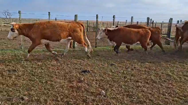Lote VACAS INVERNAR