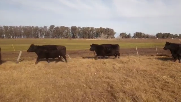 Lote 25 Vacas CUT preñadas en Rauch, Buenos Aires