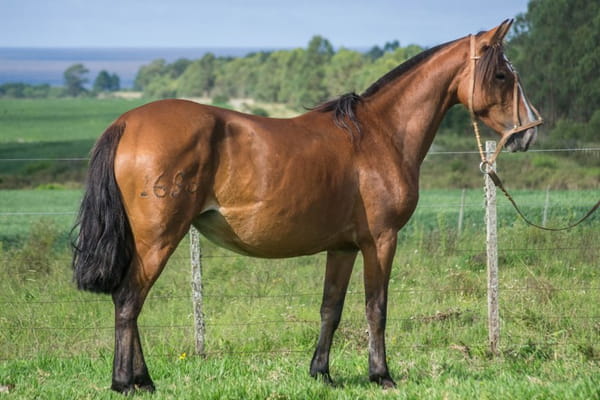 Lote CONSTANCIA REBUSCADA 1688