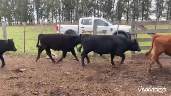 Lote 130 Terneros