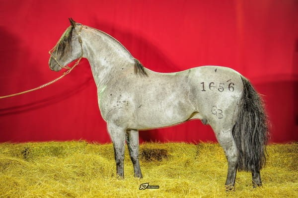 Lote Semen congelado