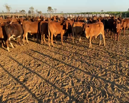 Lote 96 Novillitos en Bandera, Santiago del Estero
