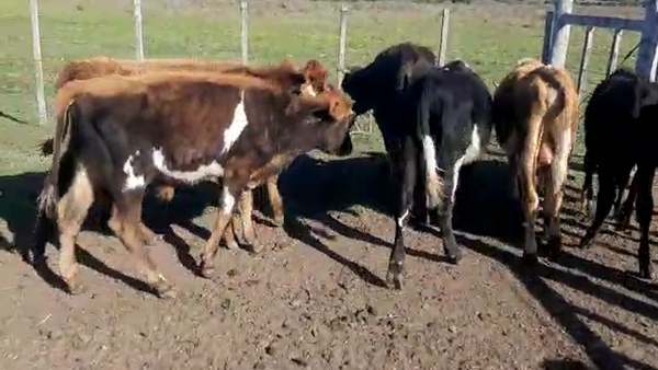 Lote 7 Terneros cruza Jersey