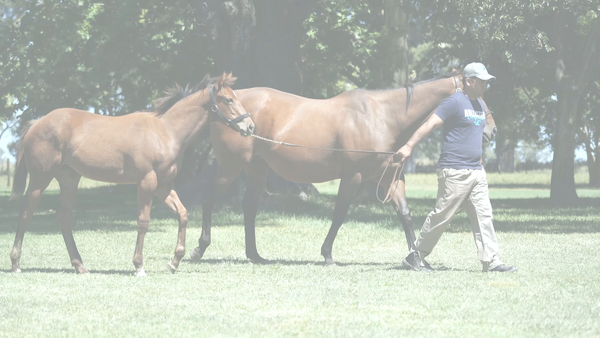 Lote MI QUERIDA KEY (KEY DEPUTY -  MY DEAR CAT)  C/Cria de  MADE YOU LOOK