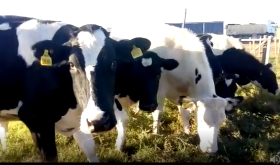 Lote 6 Vaquillonas en Rafaela, Santa Fe