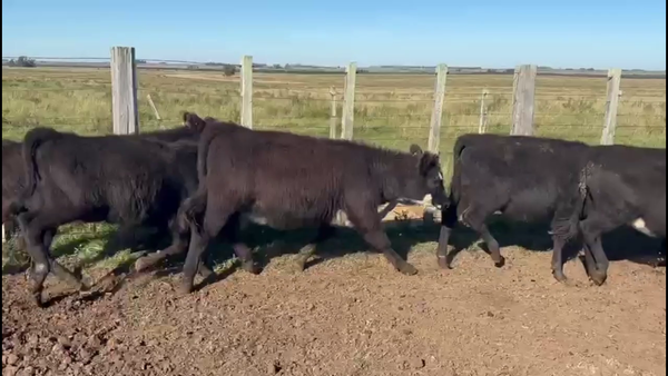 Lote TERNEROS Y TERNERAS