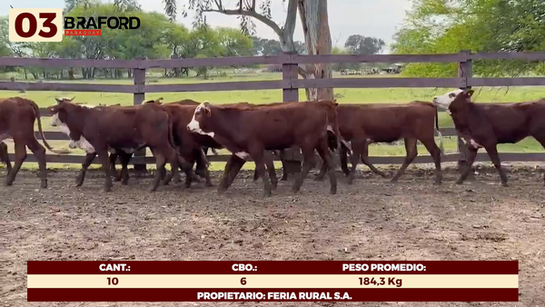 Lote LOTE 3 - HEMBRAS TIPO BRAFORD