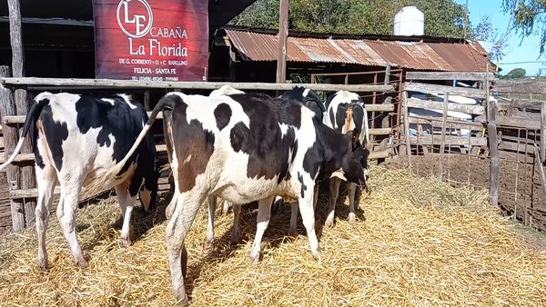 Lote Vaquillonas Para Entorar - Gabriela Correnti