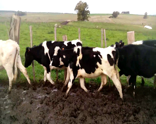 Lote 9 Terneras en Colonia