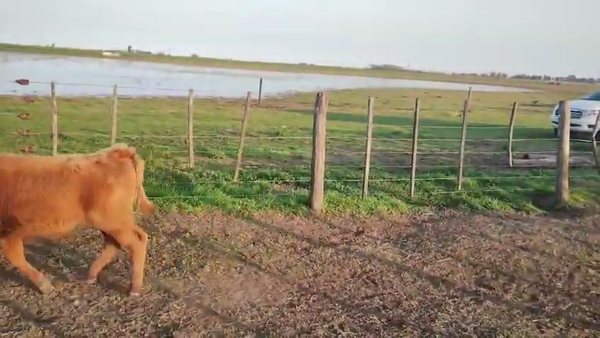 Lote 41 Terneros/as EN PEHUAJO