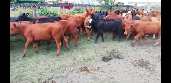 Lote 67 Terneros/as en Villaguay, Entre Ríos