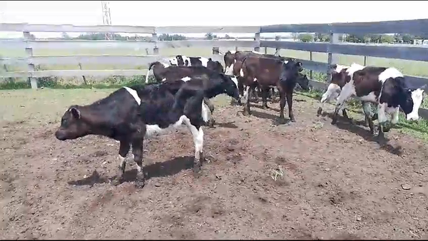 Lote (Vendido)14 Terneros Holando en Chamizo