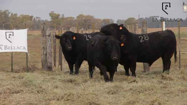 Lote TOROS PUROS CONTROLADOS