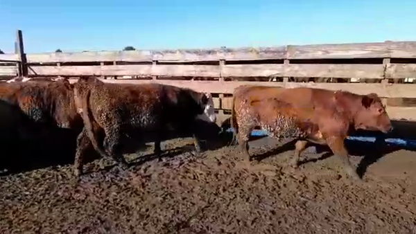 Lote 20 Novillo Gordo en Los Ángeles, VIII Región Biobío
