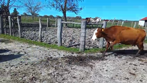 Lote 20 Vacas de invernar