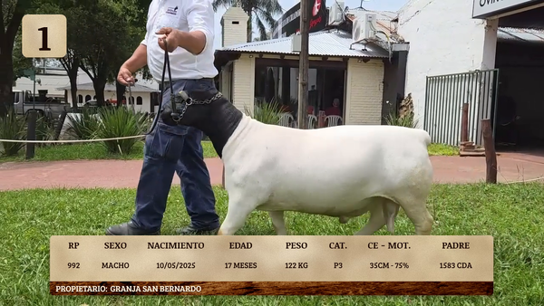 Lote LOTE 1