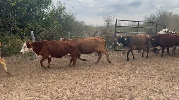 Lote 28 Vacas de invernar en Corrientes, Perugorría