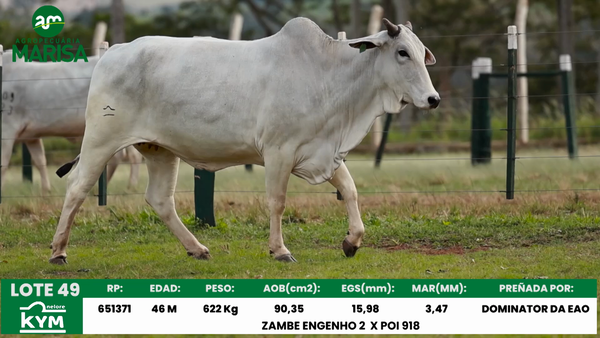 Lote Lote 49