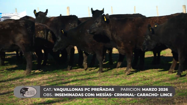 Lote VAQUILLONAS PC PREÑADAS - MONTE CALDEN