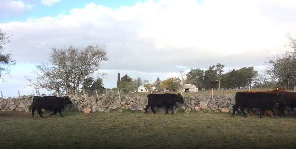 Lote 41 Novillos en Flores