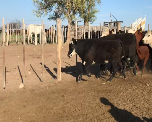 Lote 60 Vaquillonas en Unanue, La Pampa