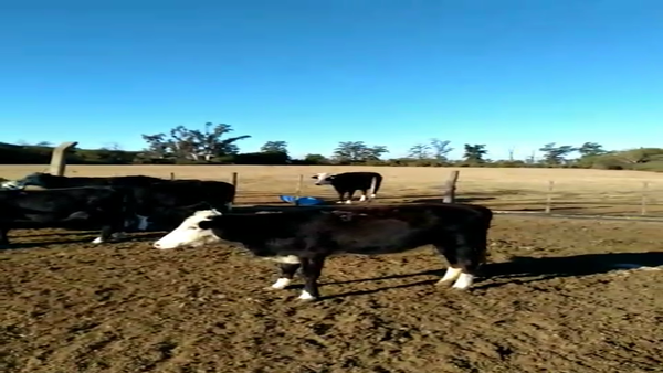 Lote 13 terneros y terneras , Santa Fe